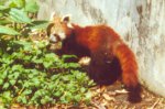 Red Panda