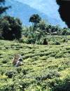 Happy Valley Tea Estate (geklautes Bild)