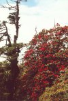 Rhododendron2